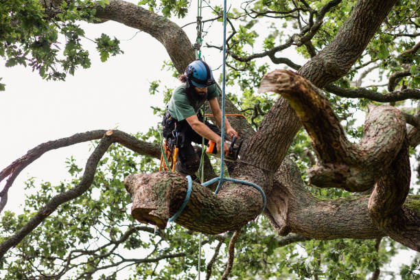 How Our Tree Care Process Works  in  Evansville, WY