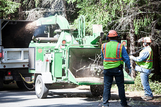 Best Firewood Processing and Delivery  in Evansville, WY